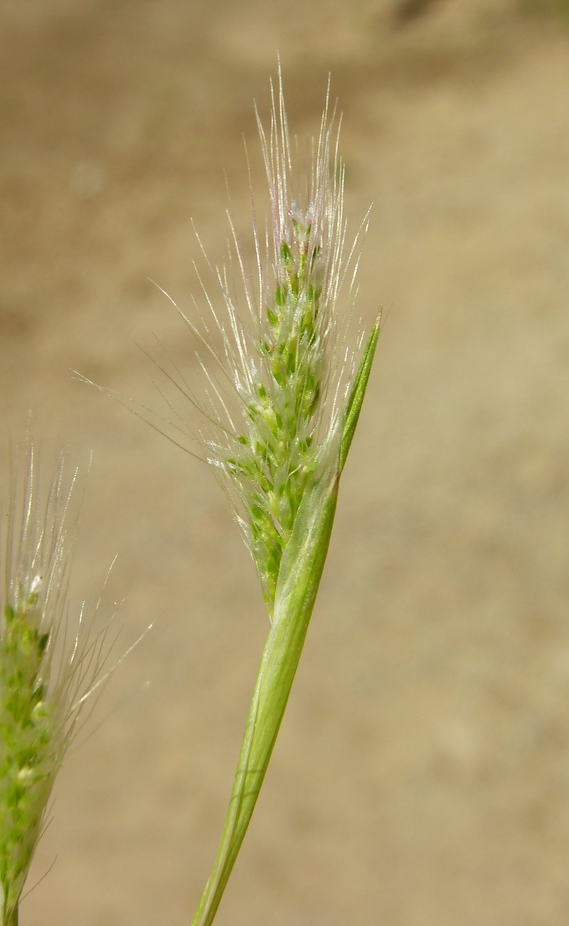 Mediterranean Rabbitsfoot Grass