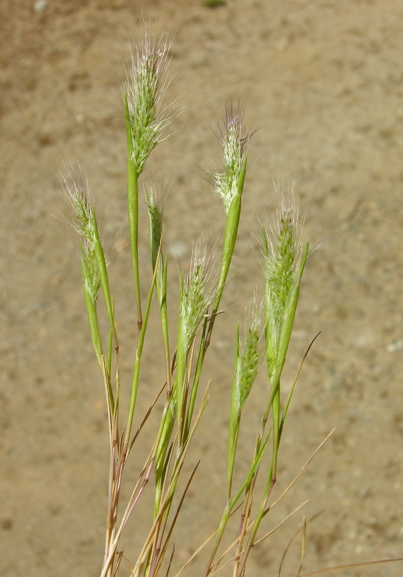 Mediterranean Rabbitsfoot Grass photo 5
