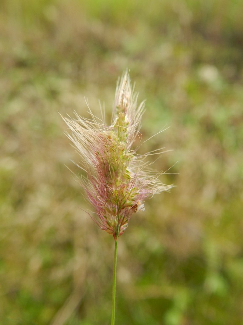 Mediterranean Rabbitsfoot Grass photo 6