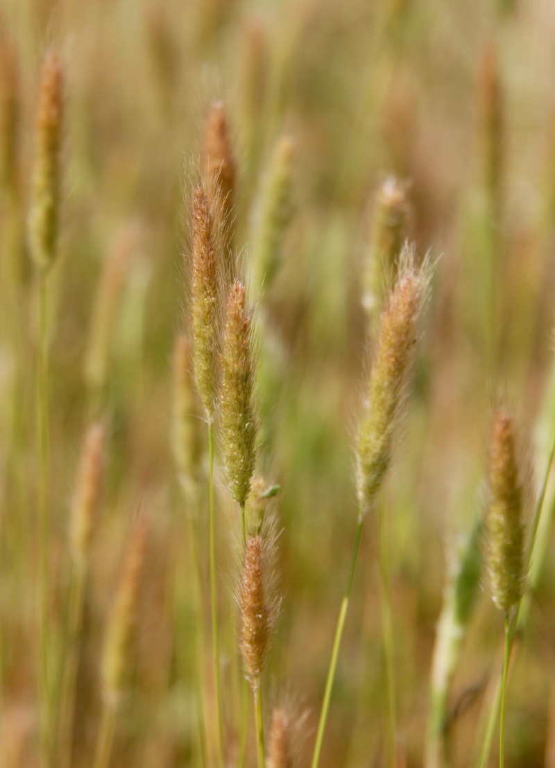Mediterranean Rabbitsfoot Grass photo 2
