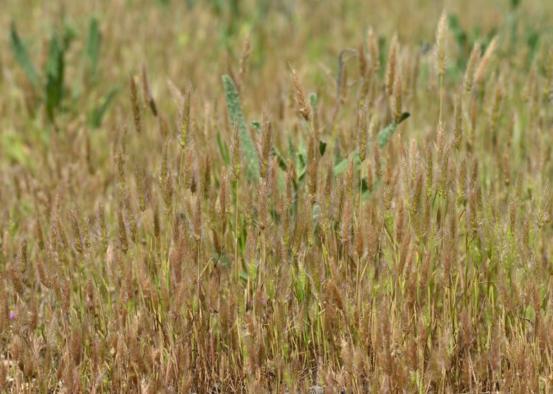 Mediterranean Rabbitsfoot Grass photo 3