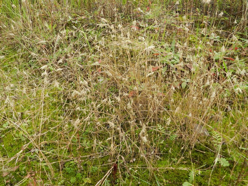 Mediterranean Rabbitsfoot Grass photo 4