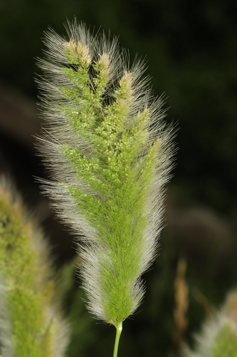 Mediterranean Rabbitsfoot Grass photo 7