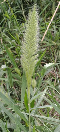 Annual Rabbitsfoot Grass