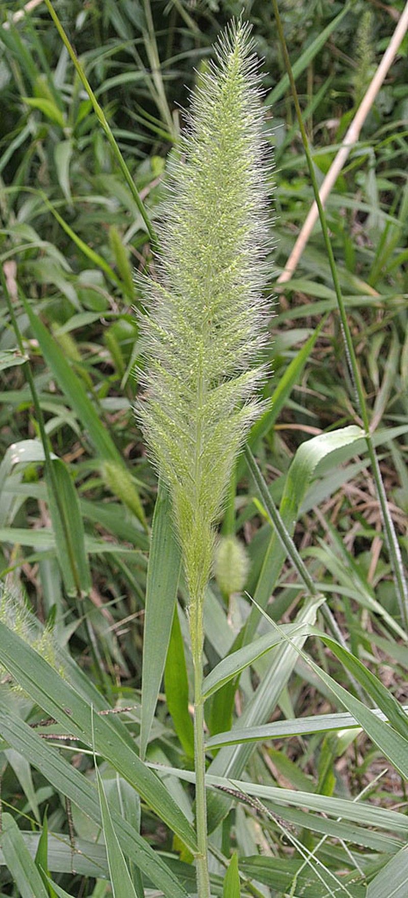 Annual Rabbitsfoot Grass
