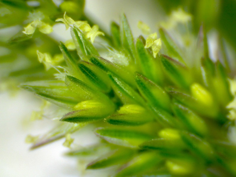 Beardless Rabbitsfoot Grass photo 2