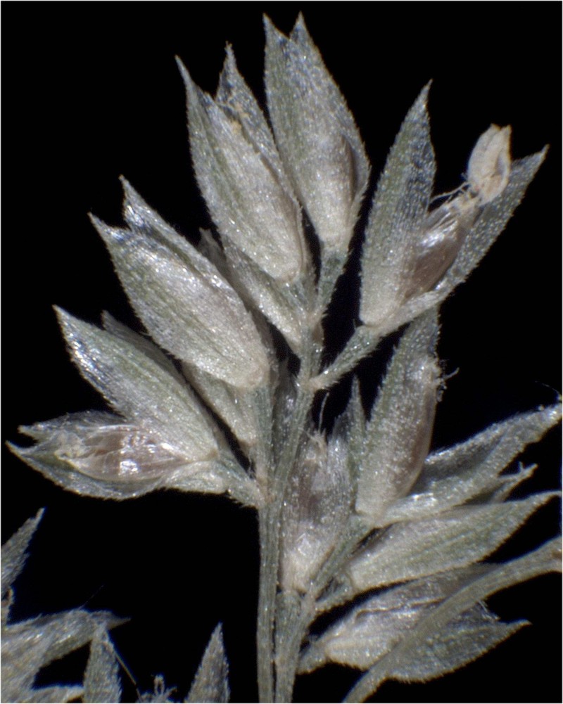 Beardless Rabbitsfoot Grass photo 3