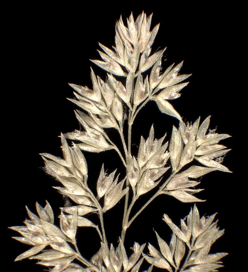 Beardless Rabbitsfoot Grass photo 7
