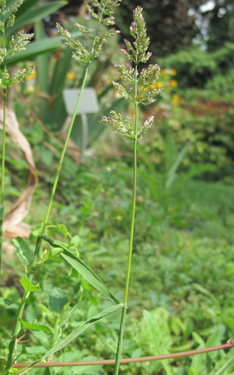 Beardless Rabbitsfoot Grass photo 4