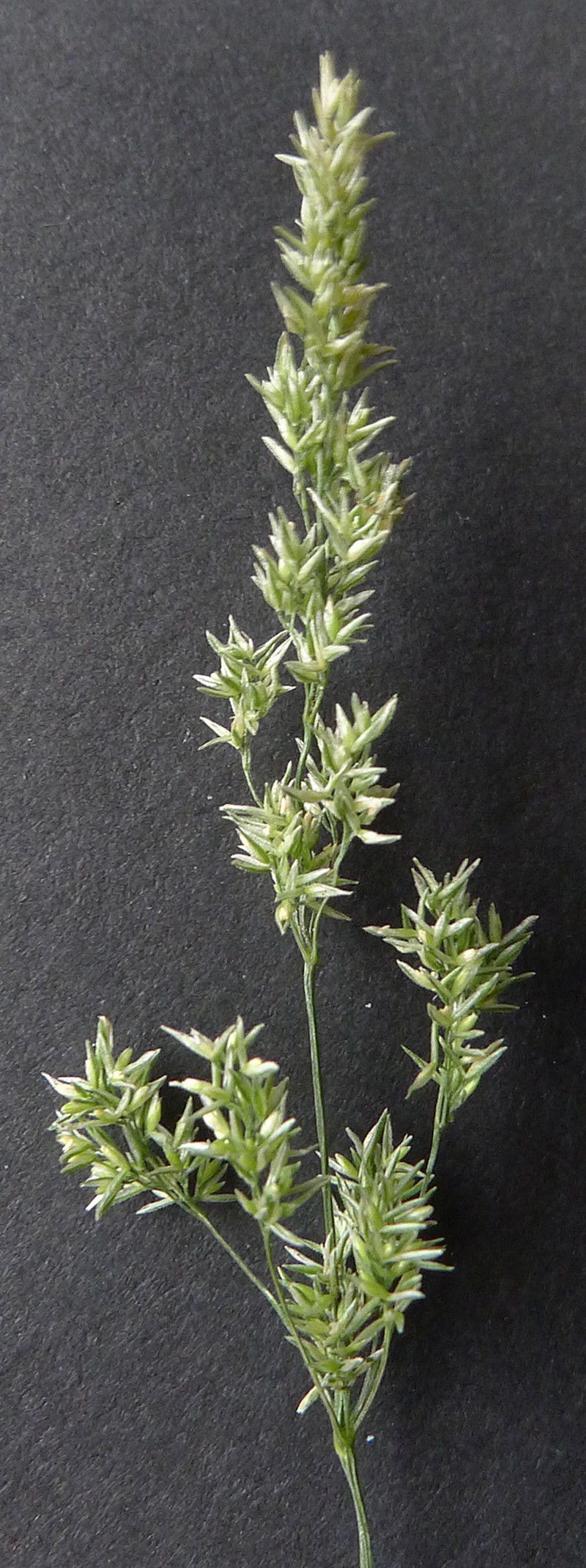Beardless Rabbitsfoot Grass photo 5