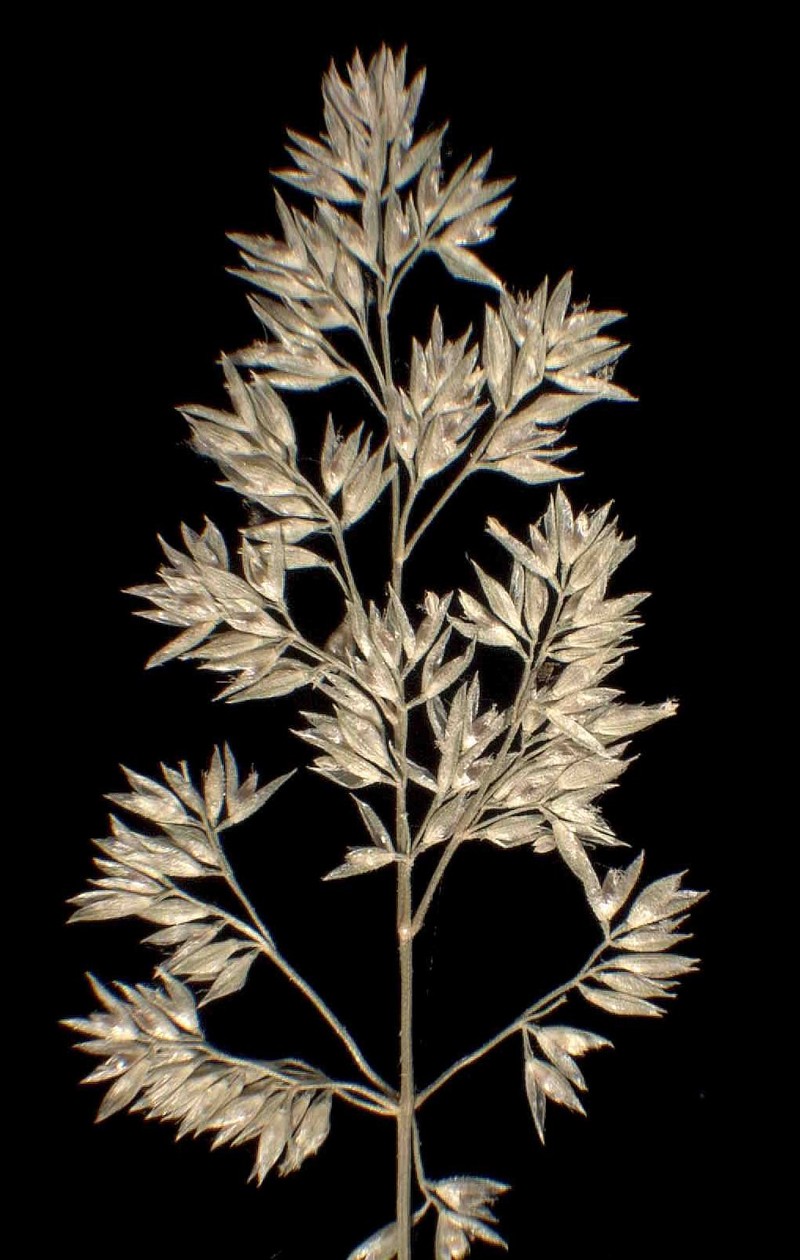 Beardless Rabbitsfoot Grass photo 6