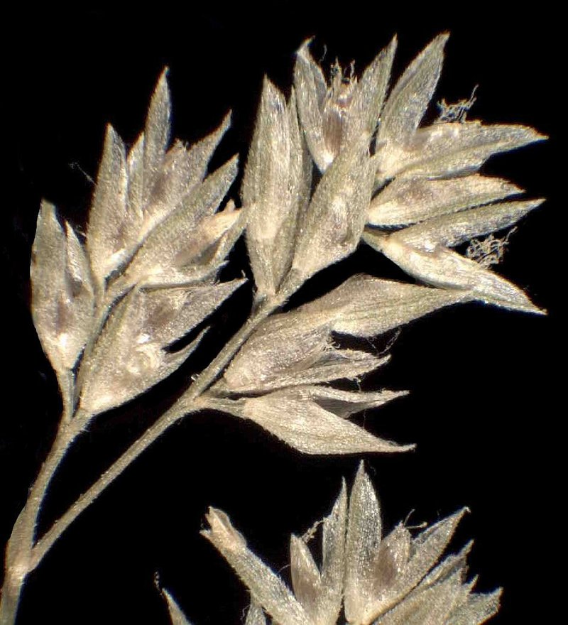 Beardless Rabbitsfoot Grass photo 8