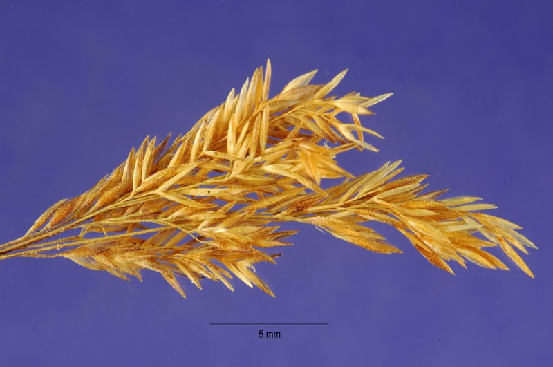 Beardless Rabbitsfoot Grass photo 9