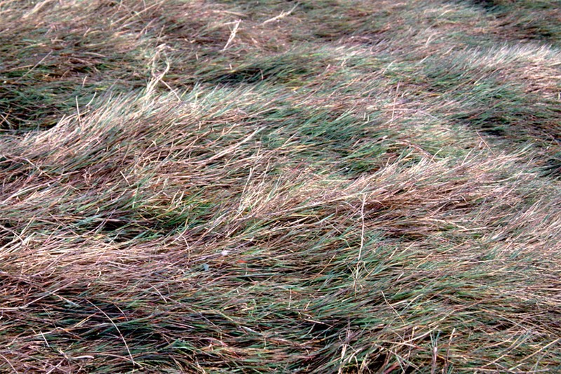 Beardless Rabbitsfoot Grass