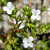 Juniper Leaf
