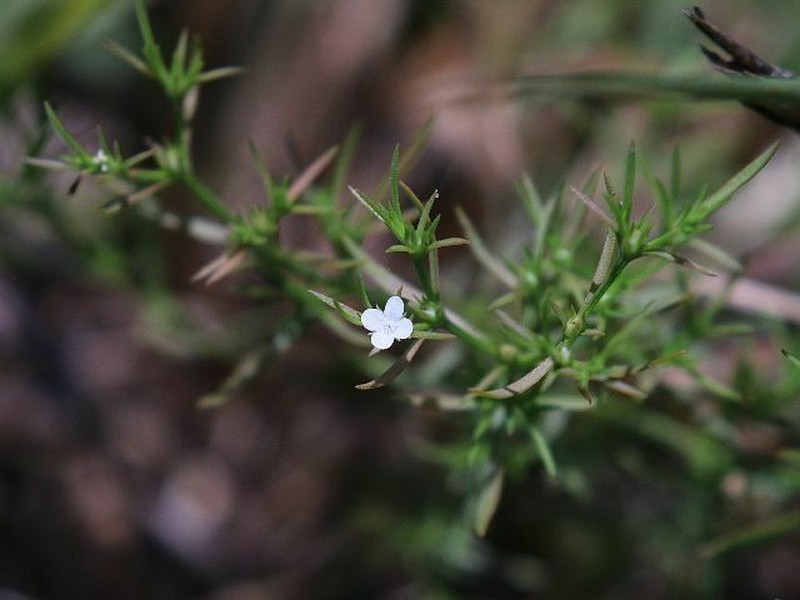 Juniper Leaf photo 2
