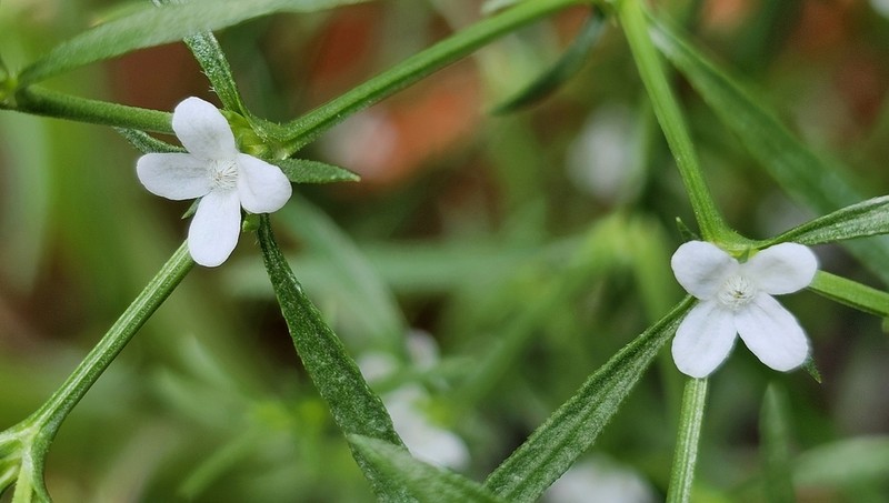 Juniper Leaf photo 3