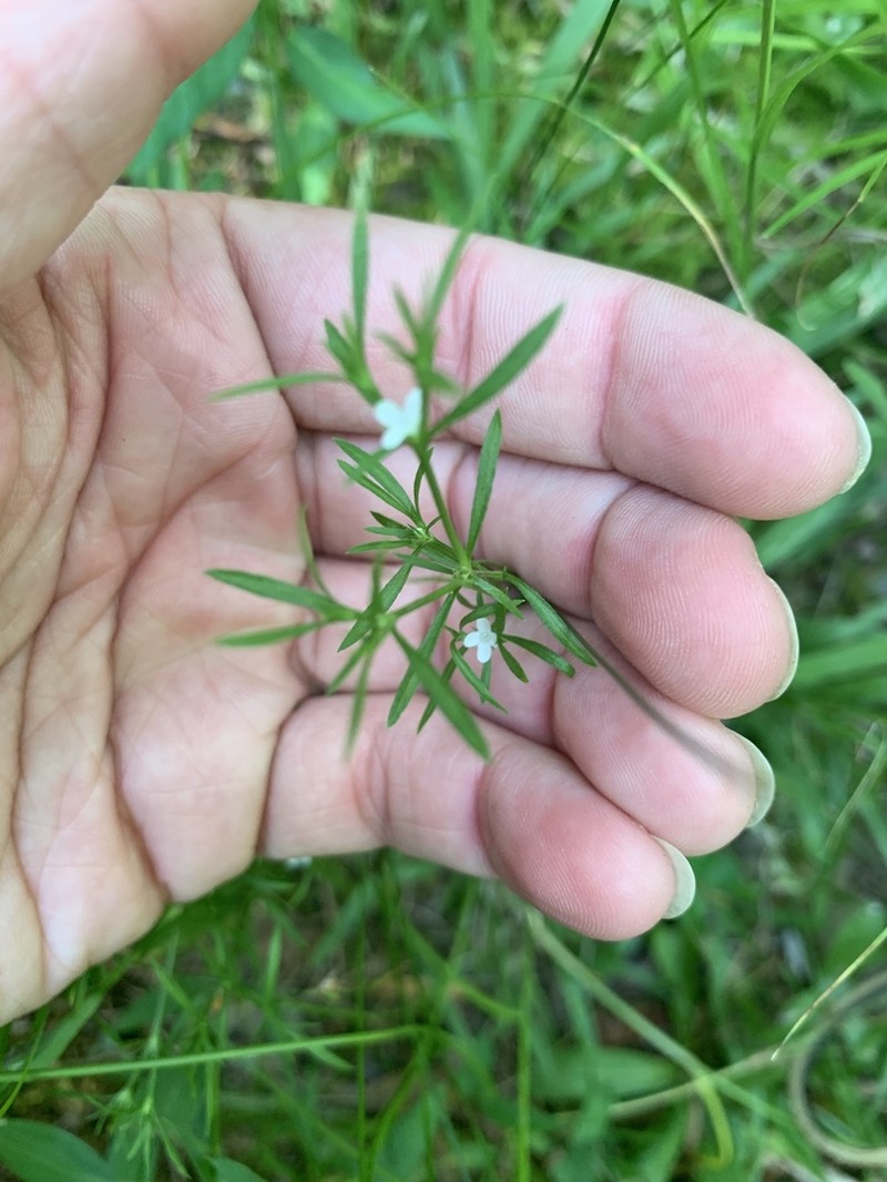Juniper Leaf photo 4