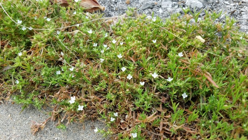 Juniper Leaf photo 5