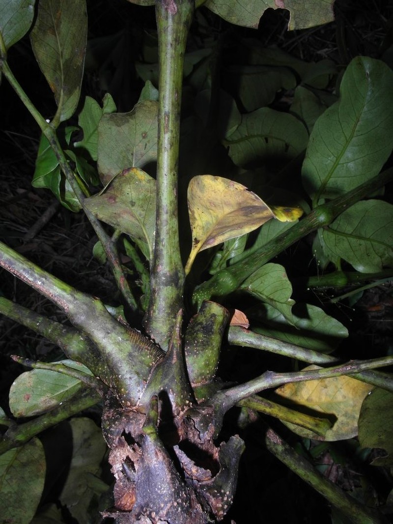 Polyscias bernardiana