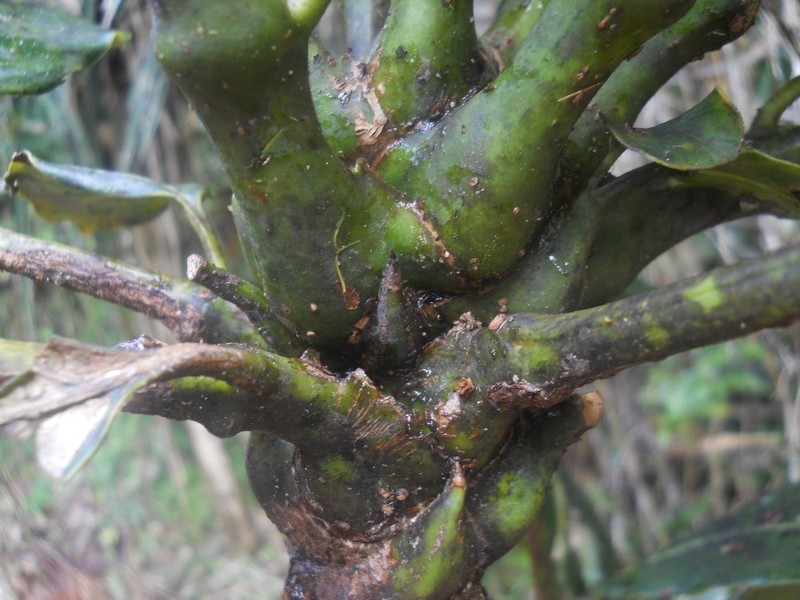 Polyscias bernardiana photo 2