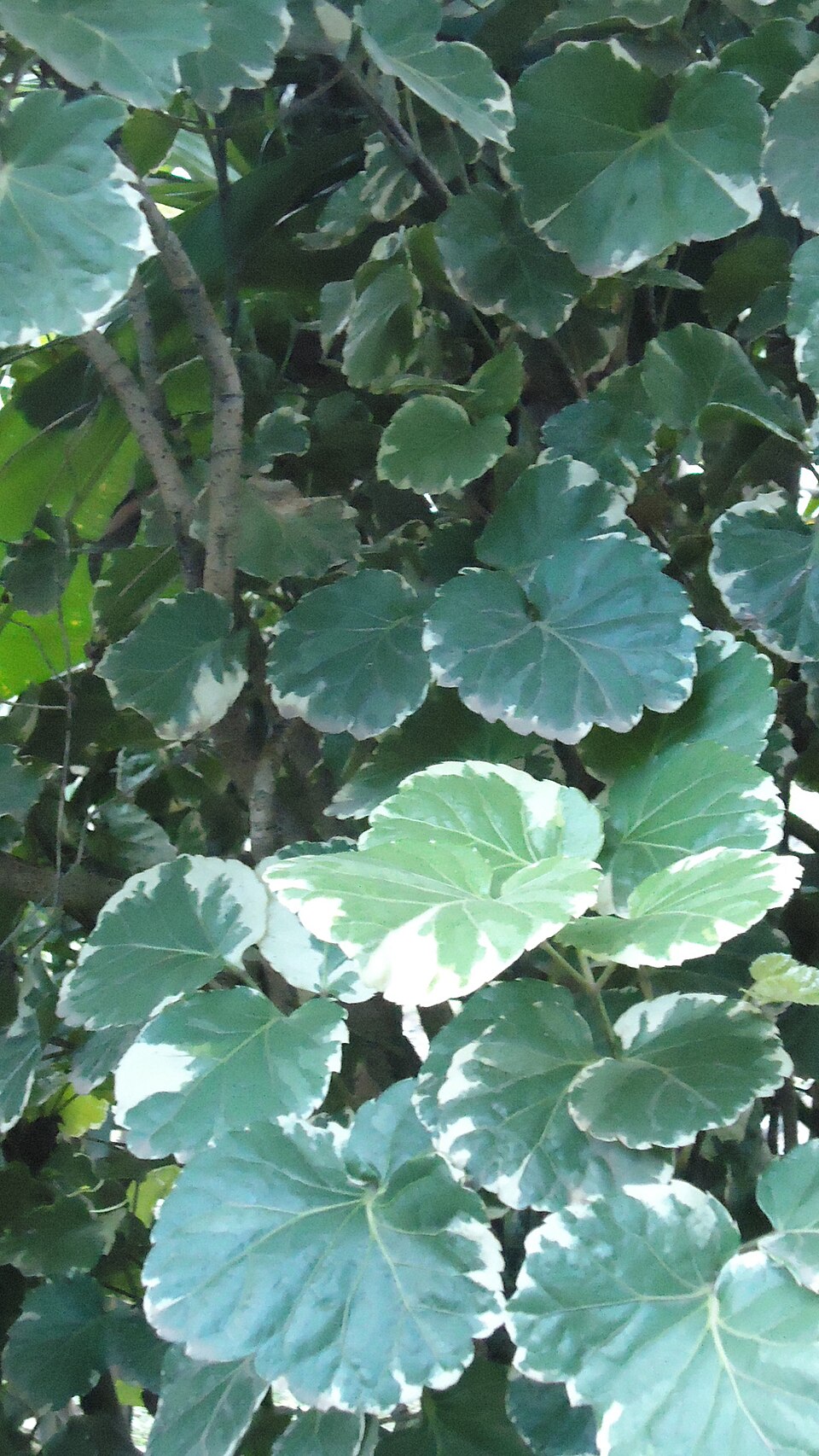Geranium Aralia photo 5