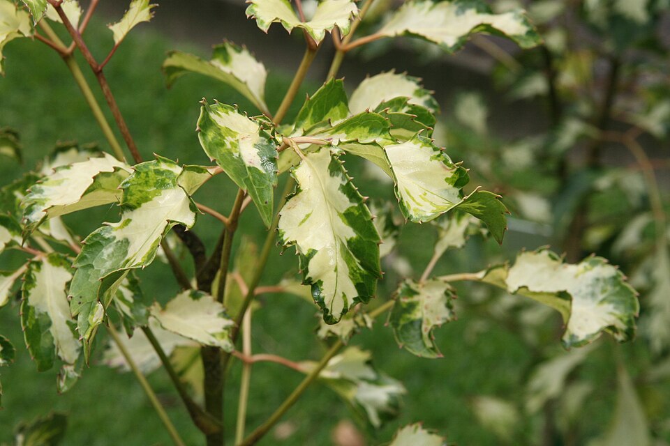 Geranium Aralia photo 6