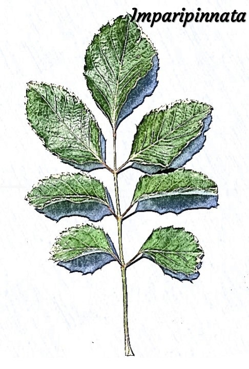 Geranium Aralia photo 7