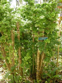 Geranium Aralia