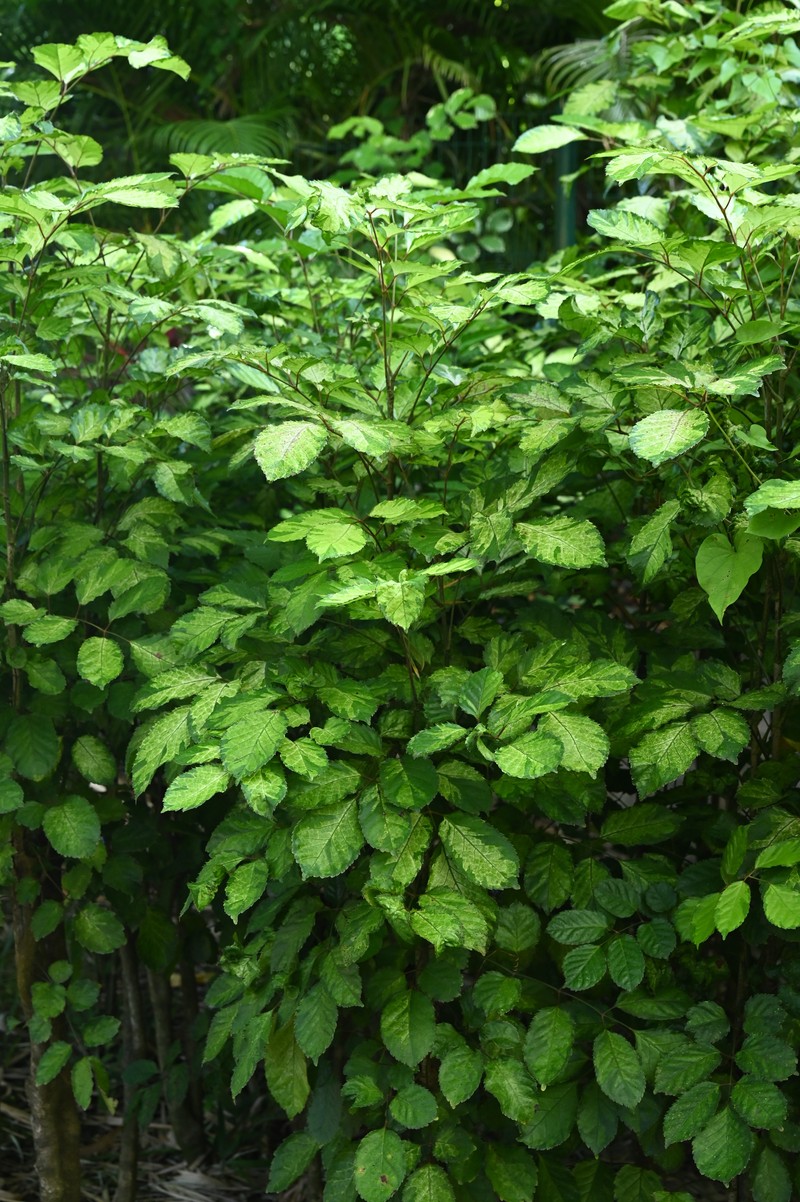 Geranium Aralia photo 2