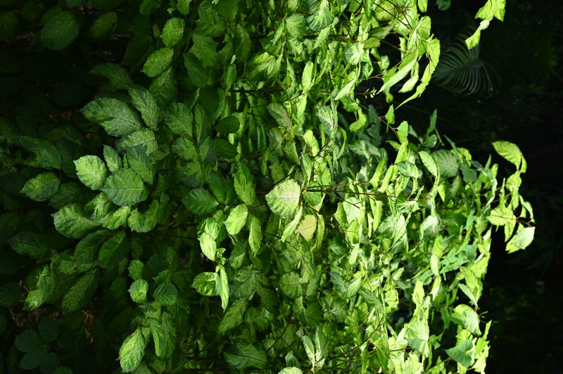 Geranium Aralia photo 3