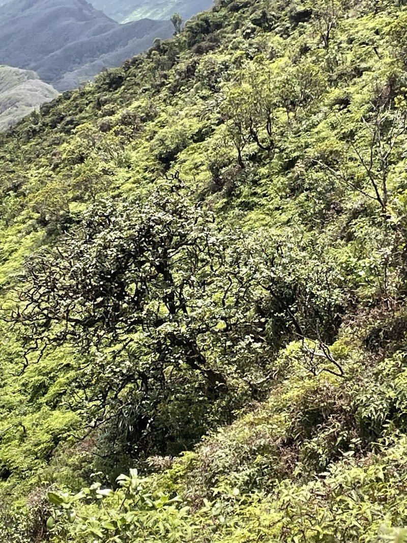 Koolau Range 'Ohe