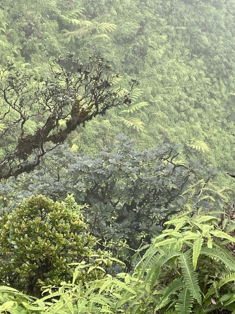 Koolau Range 'Ohe photo 3