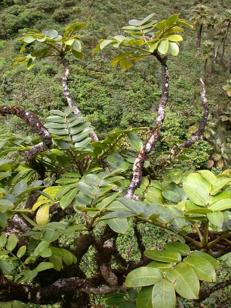 Koolau Range 'Ohe photo 5