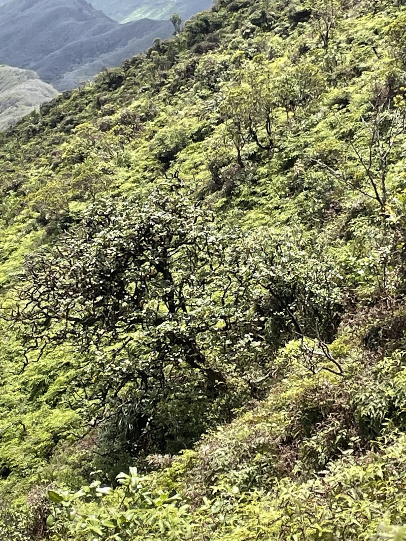 Koolau Range 'Ohe photo 6