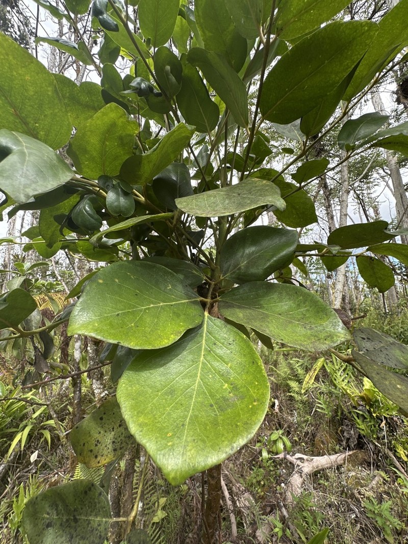 Hawai'I 'Ohe