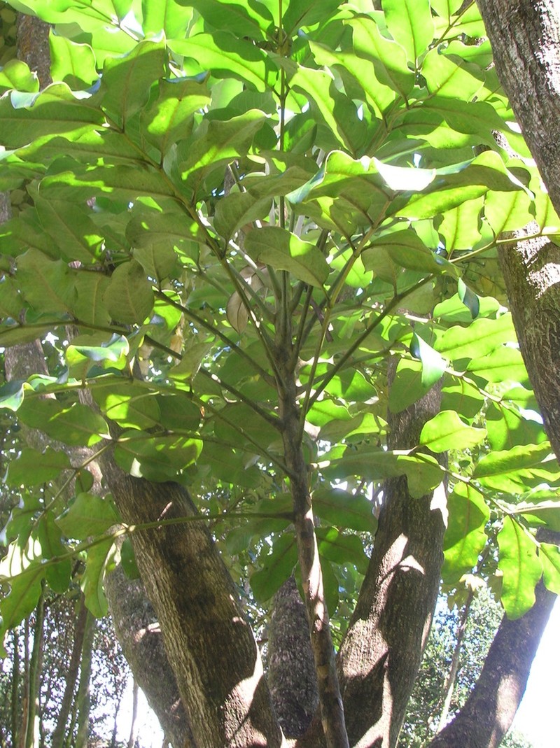 Hawai'I 'Ohe photo 2