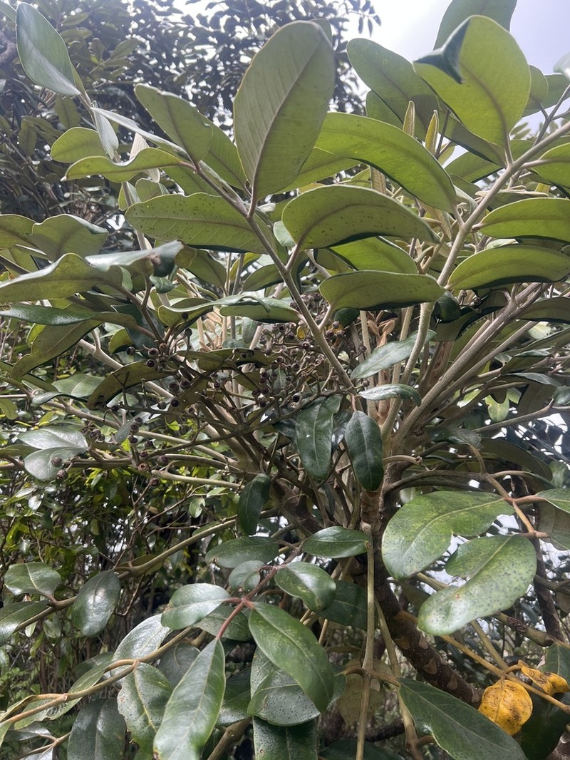Hawai'I 'Ohe photo 3