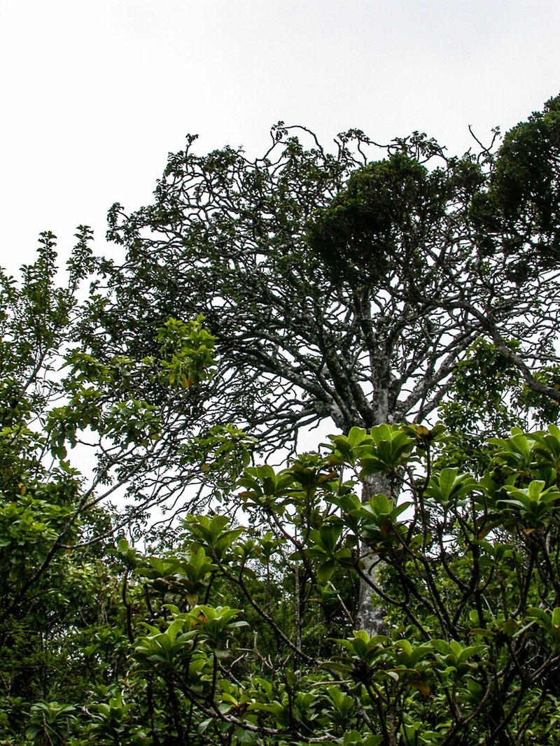 Hawai'I 'Ohe photo 4
