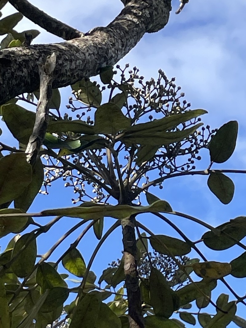 Hawai'I 'Ohe photo 5