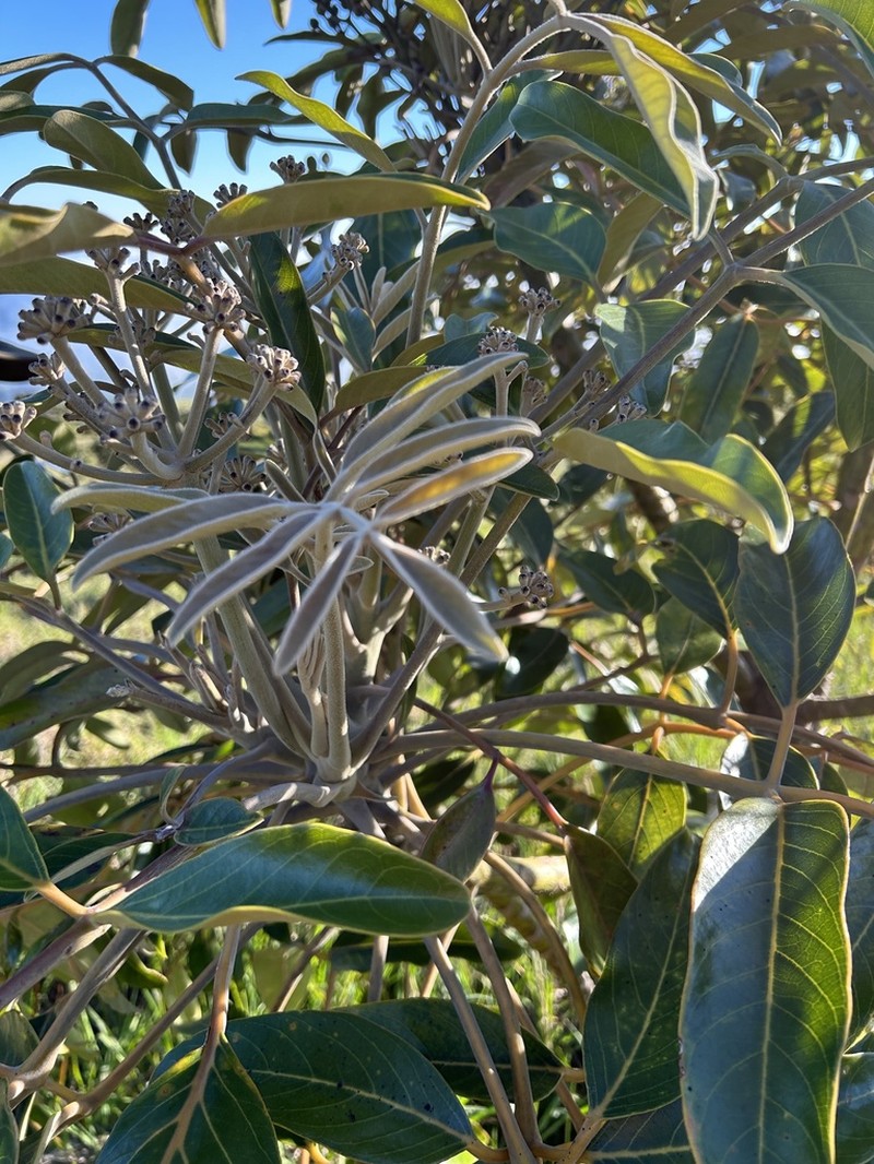 Hawai'I 'Ohe photo 6