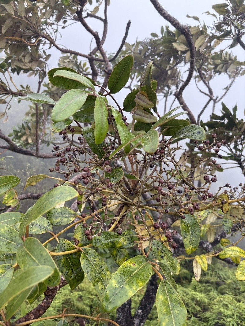 Hawai'I 'Ohe photo 8