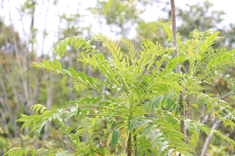 Polyscias koordersii