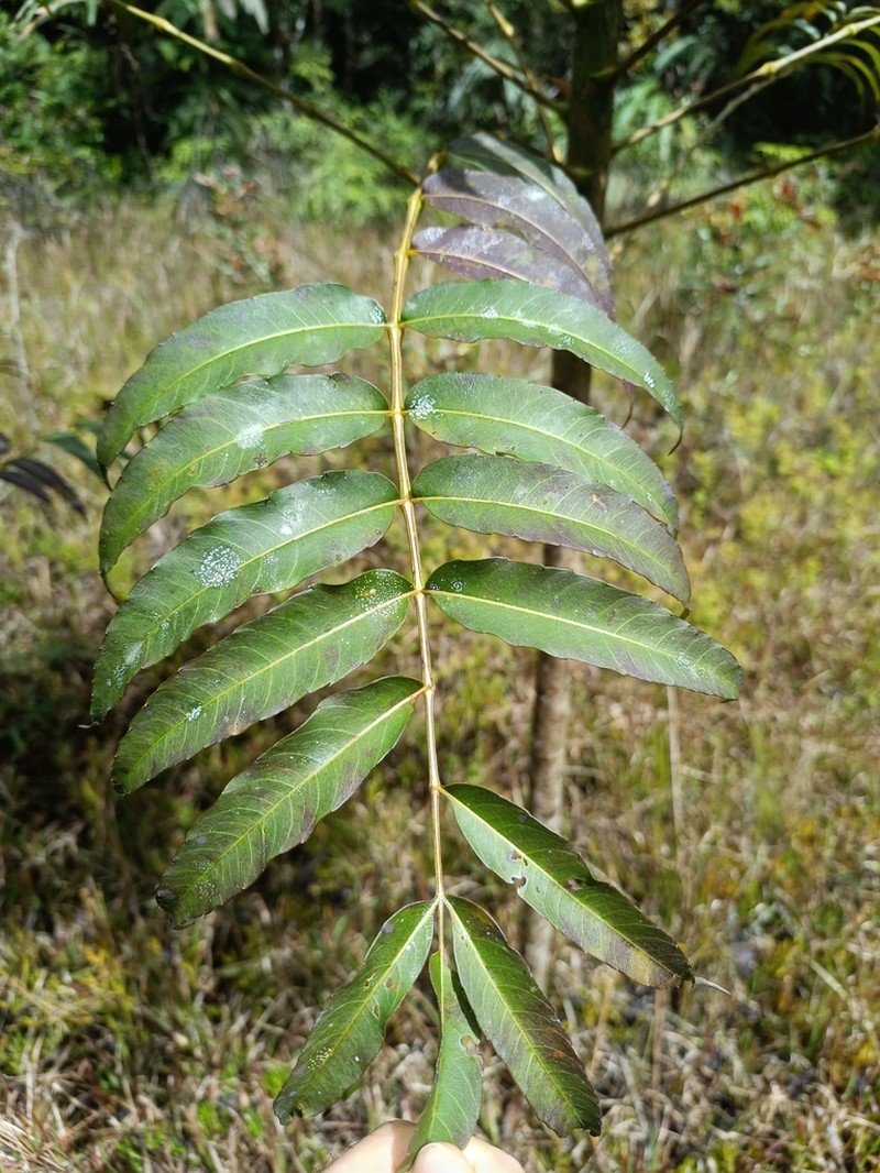 Polyscias koordersii photo 2