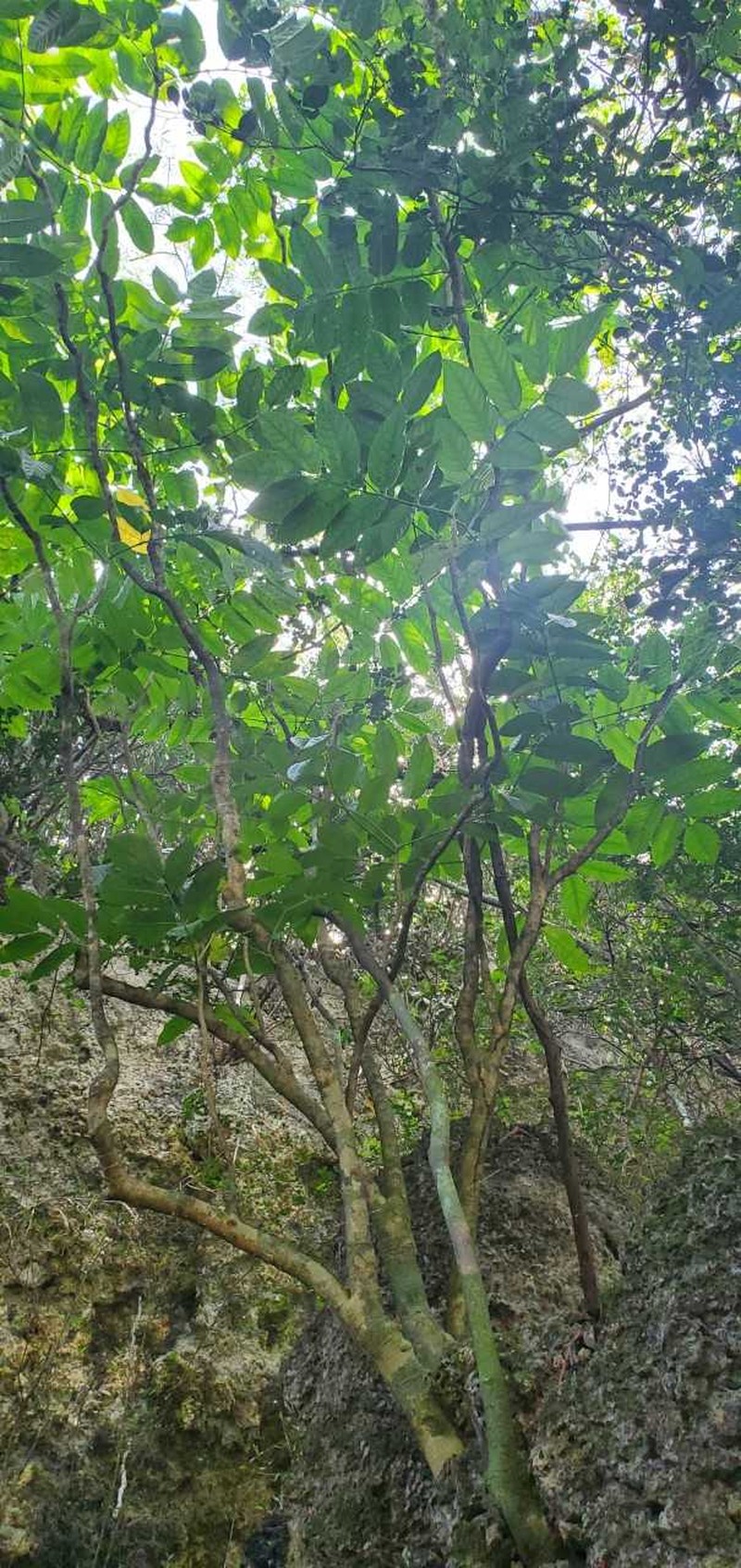 Macgillivray's Aralia photo 2