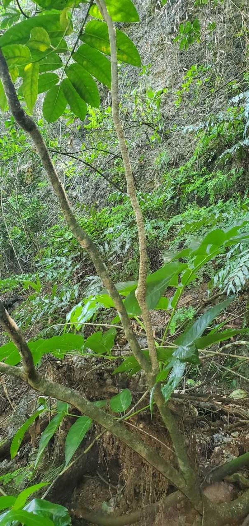Macgillivray's Aralia