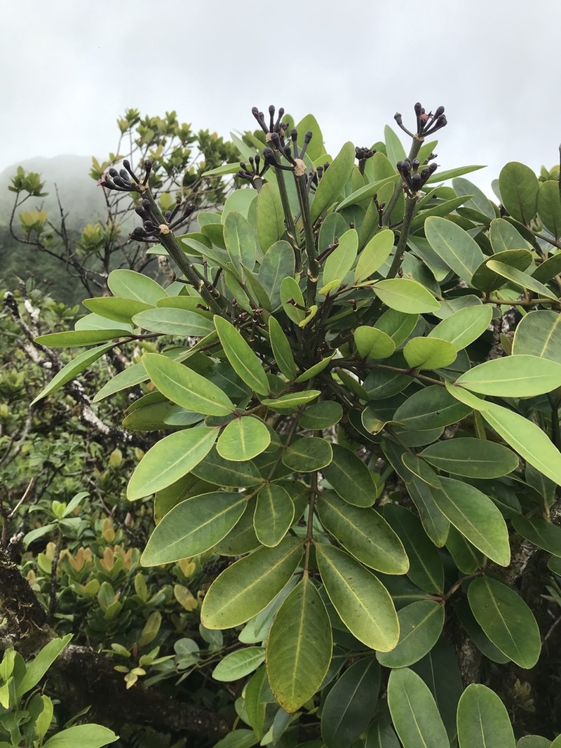 'Ohe Mauka