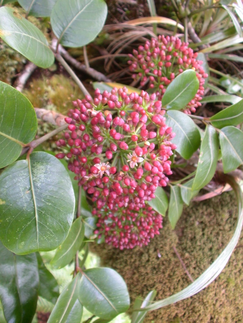 'Ohe Mauka photo 2