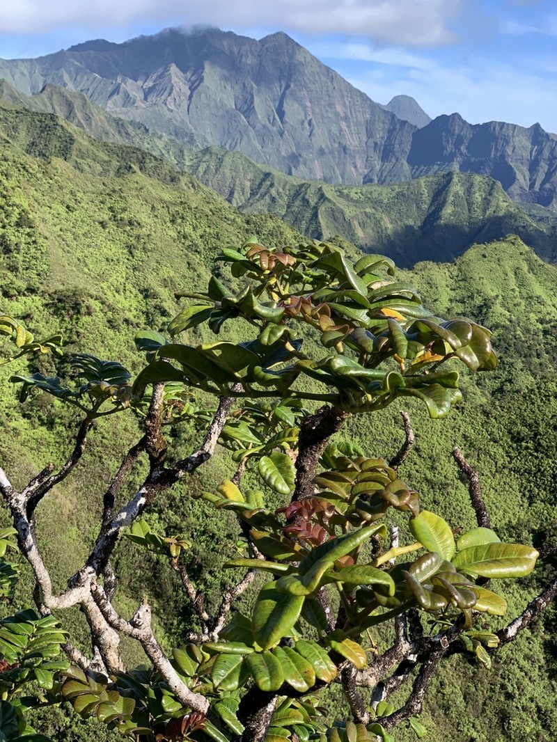 'Ohe Mauka photo 3