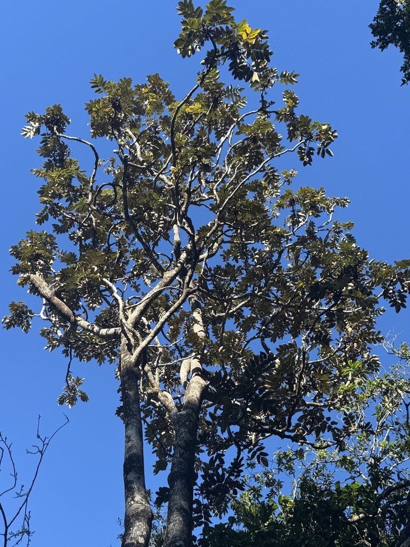 'Ohe Mauka photo 4